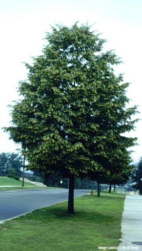 american linden