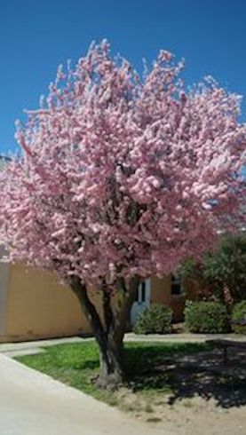 flowering plum