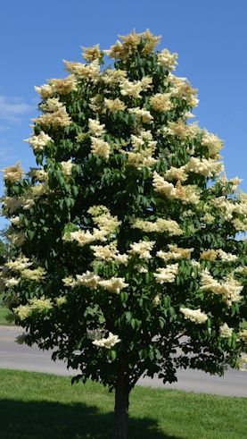 Glen Ridge Borough - Japanese Lilac Tree