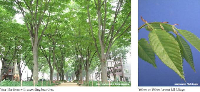 japanese zelkova