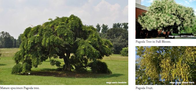 pagoda tree