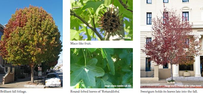 sweetgum