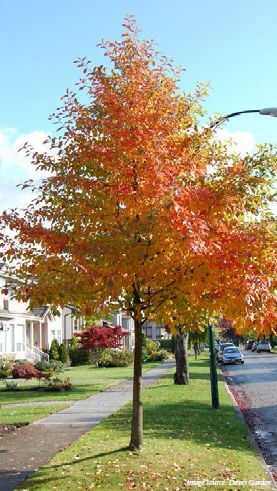 shade tree