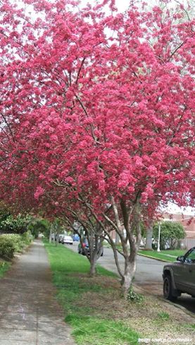 shade tree