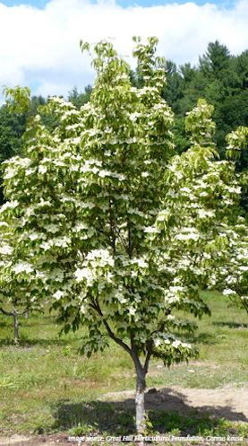 shade tree