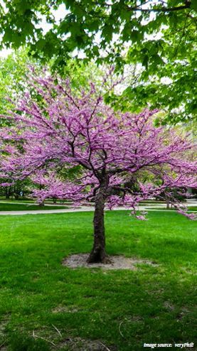 shade tree