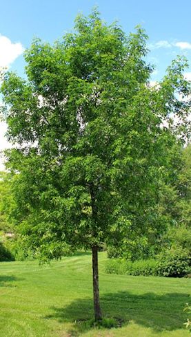 shade tree