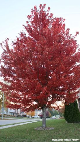 shade tree