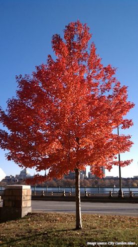 shade tree