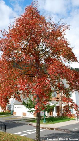 shade tree